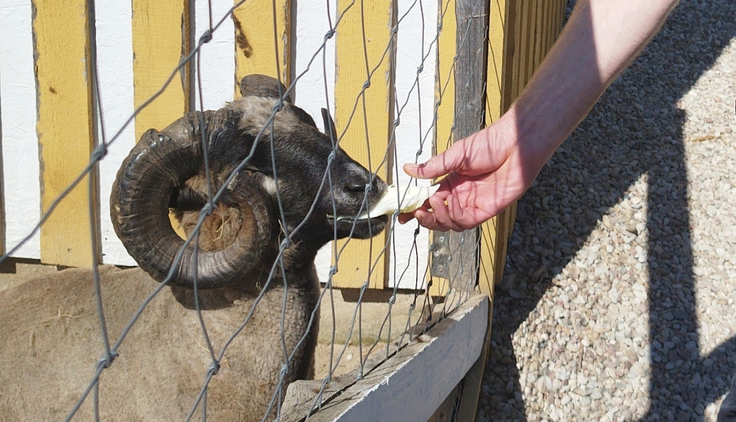 Izzinoša diena Kazdangas zoodārzā