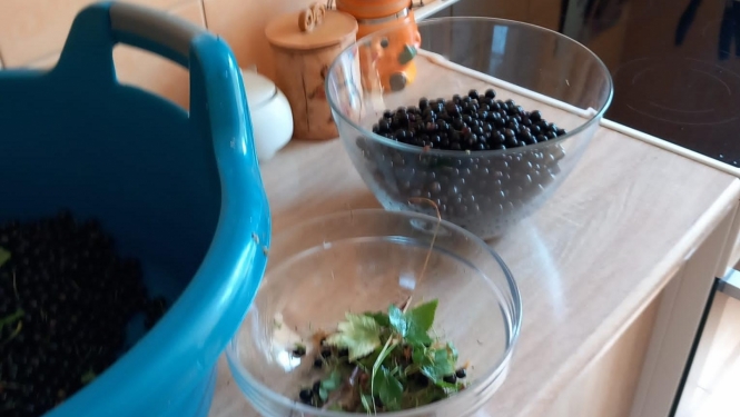 Upeņu diena