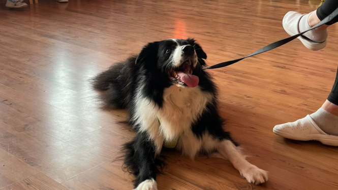 Četrkājainais prieka vēstnesis – kanisterapijas suns Basso viesojas filiālē “Veģi”