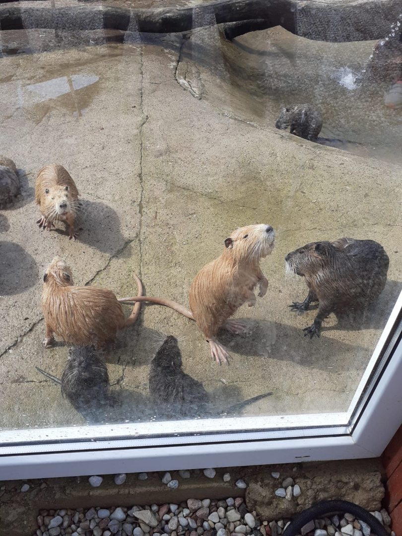 Izbrauciens uz Kazdangas ‘’Zoo and Holidays’’