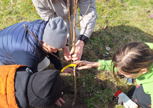 “Apstādīsim Latviju ar augļu kokiem” Veģos – kopā stādīts nākotnes prieks